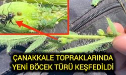 Çanakkale Topraklarında Yeni Böcek Türü Keşfedildi