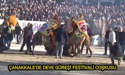 Çanakkale’de Deve Güreşi Festivali Coşkusu