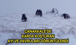 Çanakkale’de karda koşturan ayı ve yavruları görüntülendi