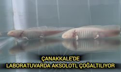 Çanakkale'de Laboratuvarda Aksolotl Çoğaltılıyor