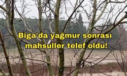 Çanakkale Biga'da yağmur sonrası mahsuller telef oldu!