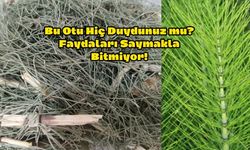 Kırkkilit Otunu Hiç Duydunuz mu? Faydaları Saymakla Bitmiyor!