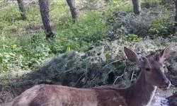 Ormanda su içen kızılgeyik fotokapanla görüntülendi