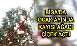 Çanakkale Biga’da ocak ayında kayısı ağacı çiçek açtı