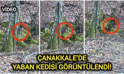 Çanakkale’de yaban kedisi görüntülendi!