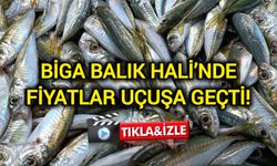 Biga Balık Hali’nde Fiyatlar Uçuşa Geçti!