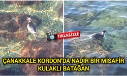 Çanakkale Kordon’da nadir bir misafir: Kulaklı Batağan