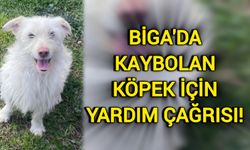 Biga'da kaybolan köpek için yardım çağrısı!