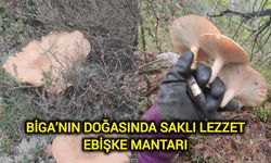 Biga’nın Doğasında Saklı Lezzet: Ebişke Mantarı