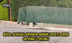 Biga sokaklarında minik dostların sevimli oyunu