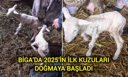 Biga’da 2025’in İlk Kuzuları Doğmaya Başladı