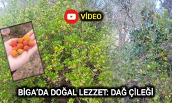 Biga’da Doğal Lezzet: Dağ Çileği