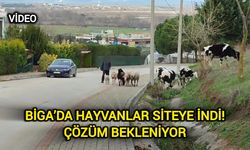 Çanakkale Biga’da hayvanlar siteye indi! Çözüm bekleniyor