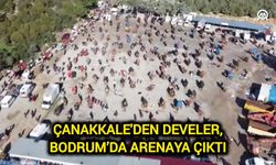 Çanakkale'den Develer, Bodrum’da Arenaya Çıktı