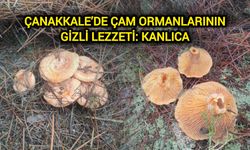 Çanakkale’de çam ormanlarının gizli lezzeti: Kanlıca