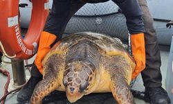 Çanakkale’de Caretta Caretta kurtarıldı