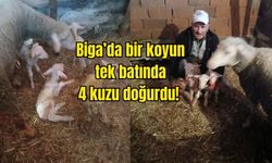 Biga’da bir koyun tek batında 4 kuzu doğurdu!