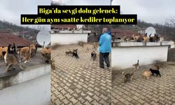 Biga’da sevgi dolu gelenek: Her gün aynı saatte kediler toplanıyor