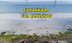 Çanakkale Can Çekişiyor: Müsilaj ve Kirlilik Alarmı!