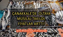 Çanakkale’de  oltaya müsilaj takıldı, fiyatlar arttı!