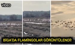 Çanakkale Biga’da flamingolar görüntülendi!