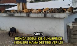 Çanakkale Biga’da soğuk kış günlerinde kedilere mama desteği verildi