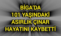 Biga’da 101 yaşındaki asırlık çınar hayatını kaybetti