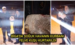 Çanakkale Biga'da soğuk havanın kurbanı yelve kuşu kurtarıldı