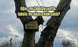 Ağaç mı tabelayı yuttu, tabela mı ağaca kök saldı?