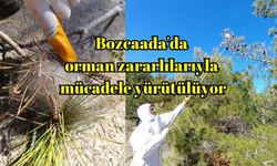 Bozcaada'da orman zararlılarıyla mücadele yürütülüyor