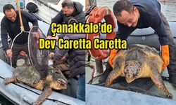 Çanakkale'de Yat Limanında Dev Caretta Caretta  (VİDEO)