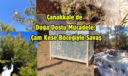 Çanakkale ormanlarında çam kese böceğine karşı doğa dostu mücadele