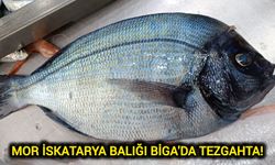 Mor İskatarya Balığı Biga'da Tezgahta!