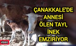 Çanakkale’de inek, annesi ölen taya annelik yapıyor