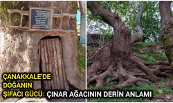 Çanakkale’de doğanın şifacı gücü: Çınar ağacının derin anlamı