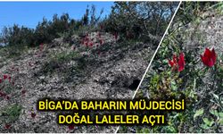 Biga’da baharın müjdecisi: Doğal laleler açtı
