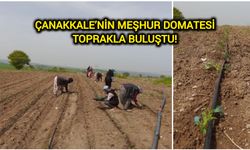 Çanakkale’nin meşhur domatesi toprakla buluştu!