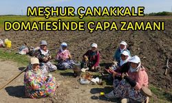 Meşhur Çanakkale domatesinde çapa zamanı