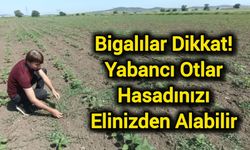 Bigalılar Dikkat! Yabancı Otlar Hasadınızı Elinizden Alabilir