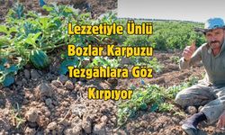 Lezzetiyle Ünlü Bozlar Karpuzu Tezgâhlara Göz Kırpıyor