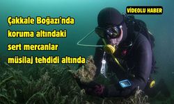 Çanakkale Boğazı'nda koruma altındaki sert mercanlar müsilaj tehdidi altında