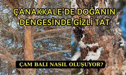 Çanakkale’de doğanın dengesinde gizli tat: Çam balı nasıl oluşuyor?
