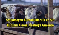 Satılamayan Kurbanlıkları Et ve Süt Kurumu Alacak: Üreticiye Güvence