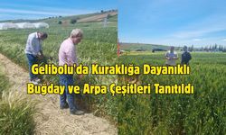 Gelibolu'da Kuraklığa Dayanıklı Buğday ve Arpa Çeşitleri Tanıtıldı