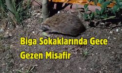 Biga Sokaklarında Gece Gezen Misafir