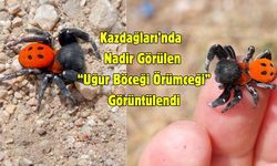 Kazdağları’nda Nadir Görülen “Uğur Böceği Örümceği” Görüntülendi