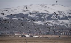 Kuş çeşitliliğinin korunması için göç rotaları haritalandırılacak