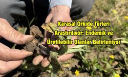 Karasal Orkide Türleri Araştırılıyor: Endemik ve Üretilebilir Olanlar Belirleniyor