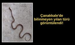 Çanakkale'de bilinmeyen yılan türü görüntülendi!