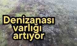 Denizanası varlığı artıyor